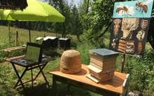 Abeille rucher pedagogique Seignes abeilles breuleux Jura stephan bernhard