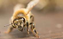 abeille macro breuleux rucher breuleux Jura bernhard Seignes pedagogique
