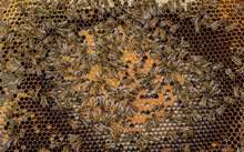 Abeille Apis Mellifera breuleux rucher Seignes couvain stephan bernhard