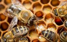 Abeille Apis mellifera mâle rucher Seignes Breuleux stephan bernhard